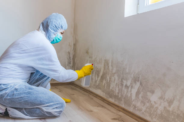 Licensed Attic Mold Removal service in Peoria, AZ - WQB Mold Removal