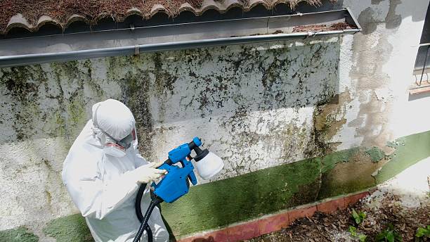 Top rated local Attic Mold Removal specialists in Peoria, AZ